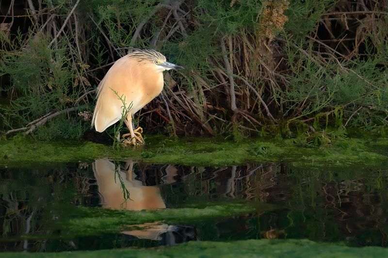 Gallery Squacco Heron
