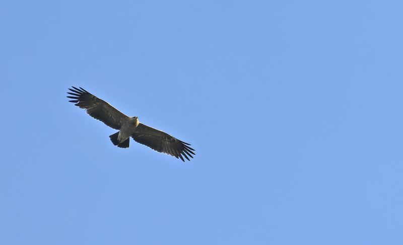 Gallery Lesser Spotted Eagle