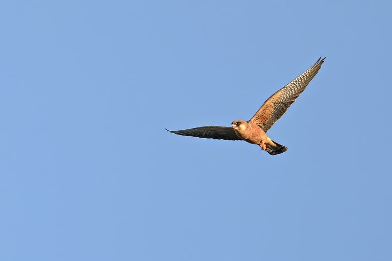 Red Footed Falcon (Falco vespertinus)