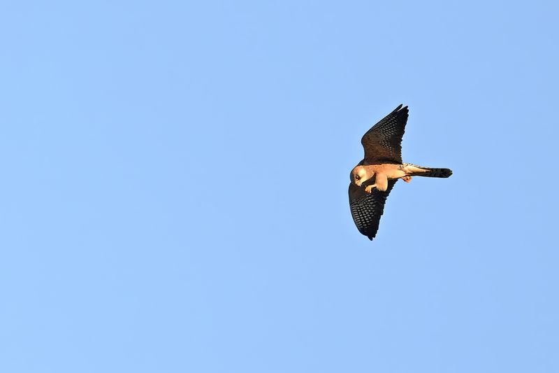 Gallery Red Footed Falcon