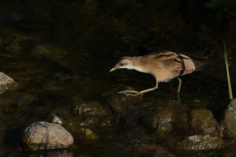 Little Crake (Zapornia parva) 