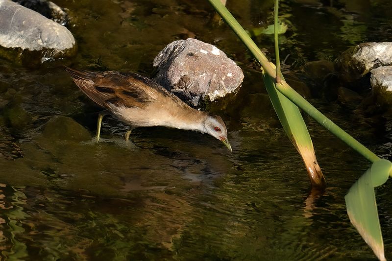 Little Crake (Zapornia parva) 