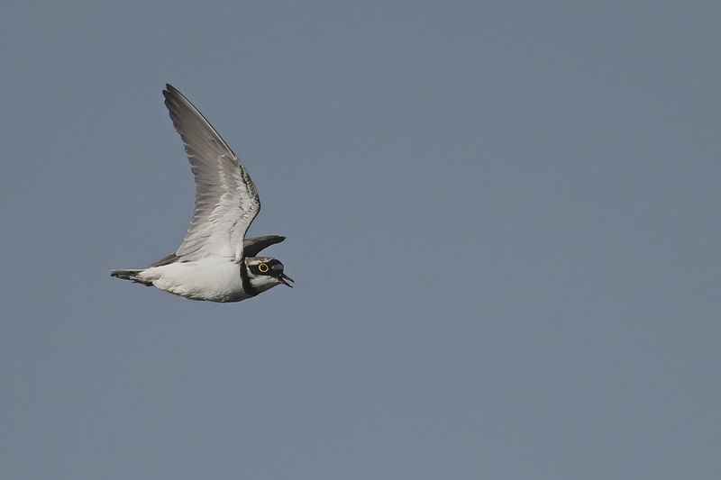 Little Ringed Plover (Charadrius dubius)
