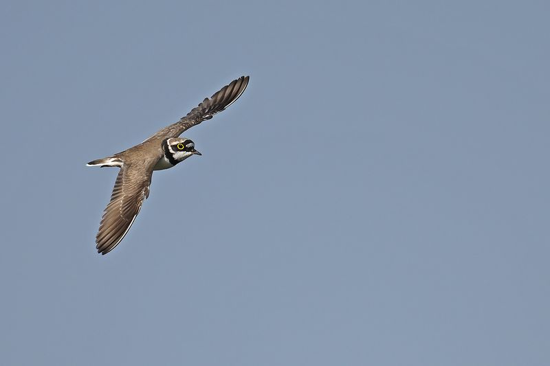Little Ringed Plover (Charadrius dubius)