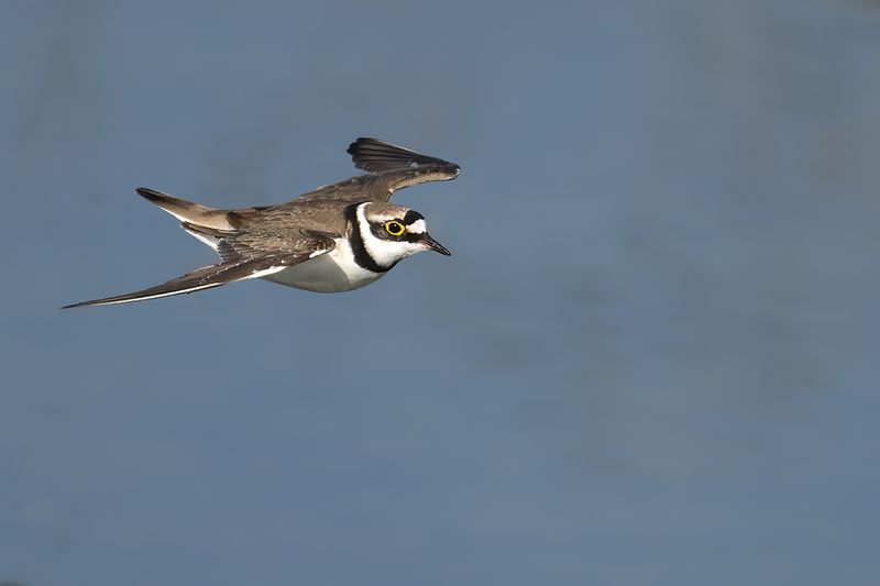 Little Ringed Plover (Charadrius dubius)