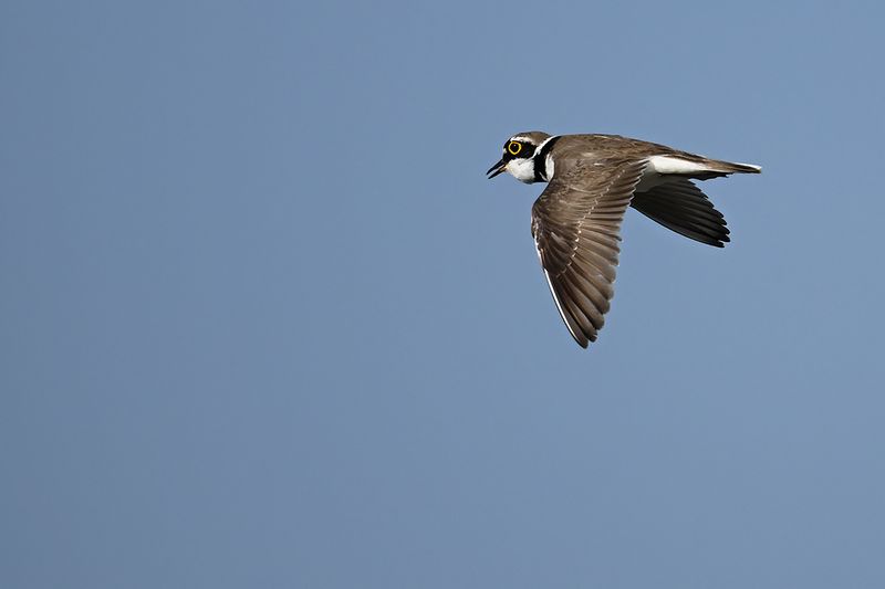 Little Ringed Plover (Charadrius dubius)