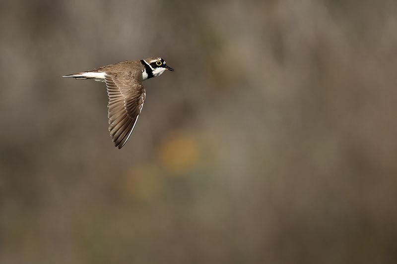 Little Ringed Plover (Charadrius dubius)
