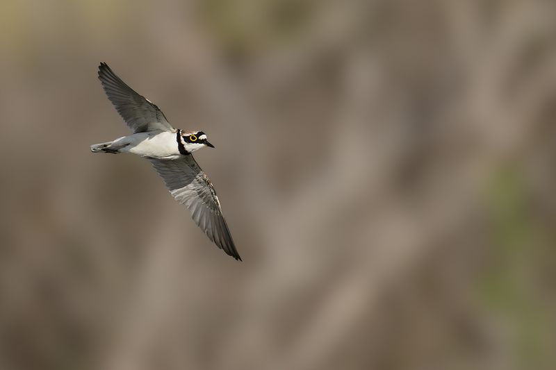 Little Ringed Plover (Charadrius dubius)