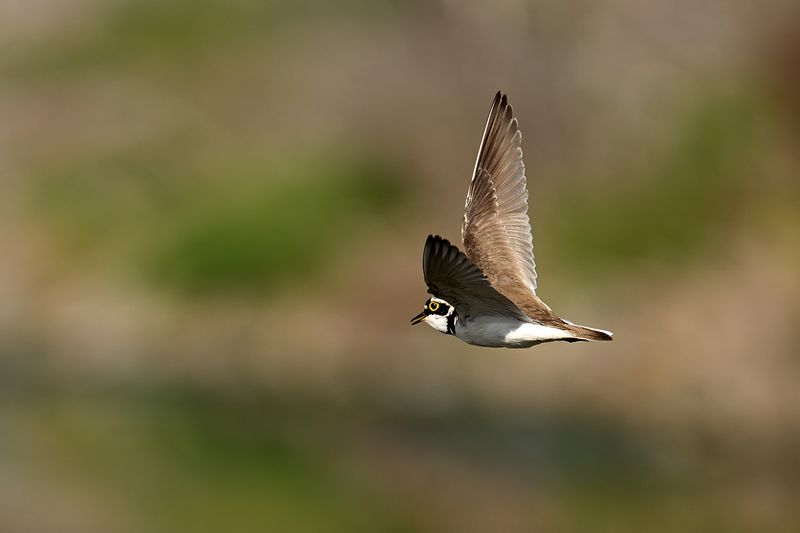 Little Ringed Plover (Charadrius dubius)