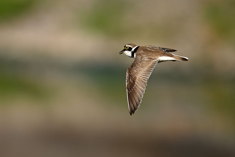 Little Ringed Plover (Charadrius dubius)
