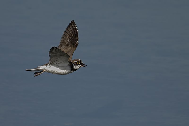Little Ringed Plover (Charadrius dubius)