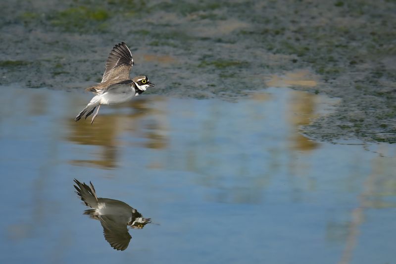 Gallery Little Ringed Plover