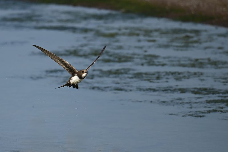 Alpine Swift (Tachymarptis melba)