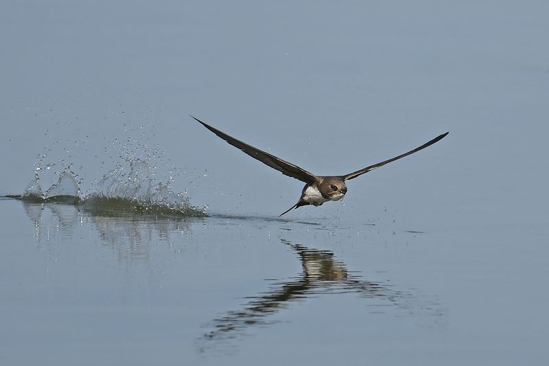 Alpine Swift (Tachymarptis melba)