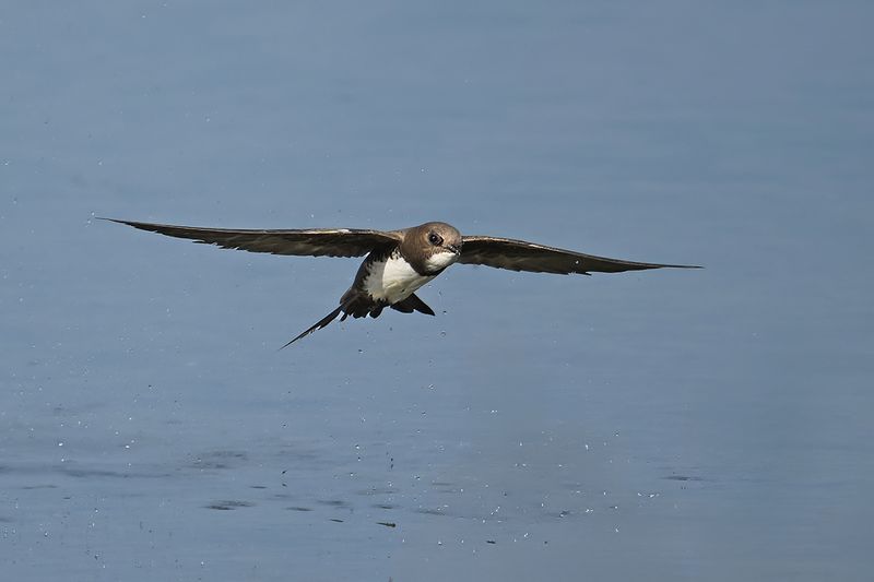 Alpine Swift (Tachymarptis melba)