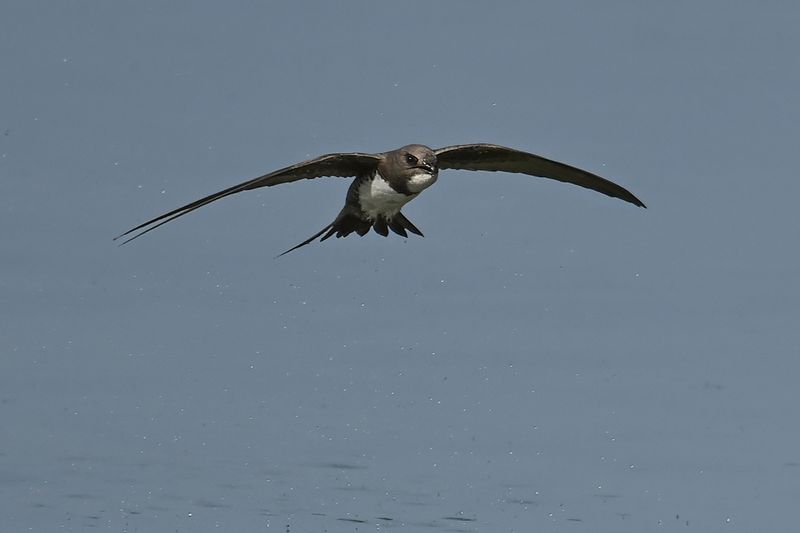 Alpine Swift (Tachymarptis melba)