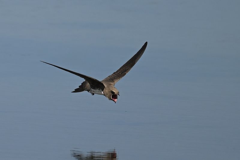 Alpine Swift (Tachymarptis melba)