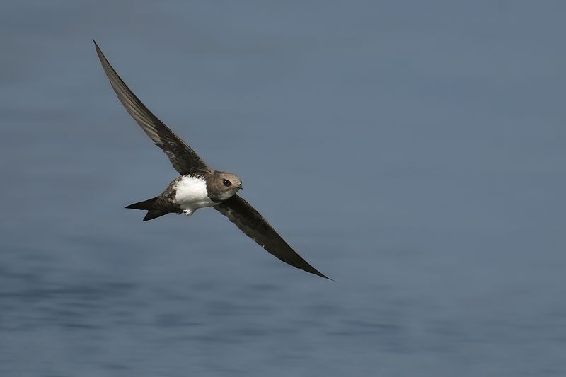 Alpine Swift (Tachymarptis melba)