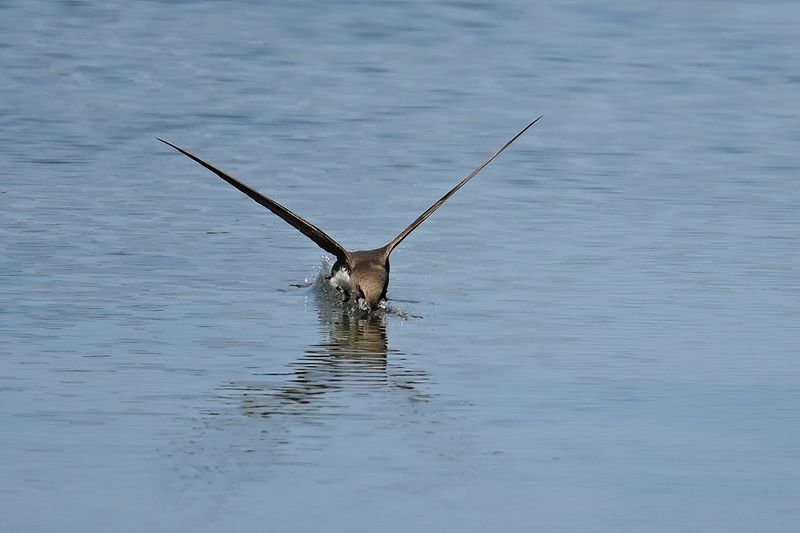 Alpine Swift (Tachymarptis melba)
