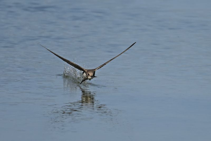 Alpine Swift (Tachymarptis melba)