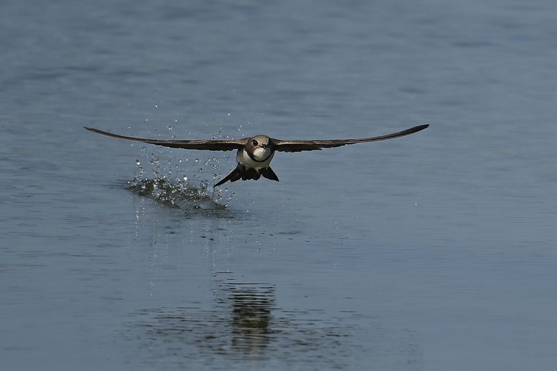 Alpine Swift (Tachymarptis melba)