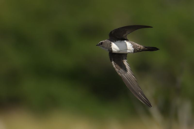 Alpine Swift (Tachymarptis melba)