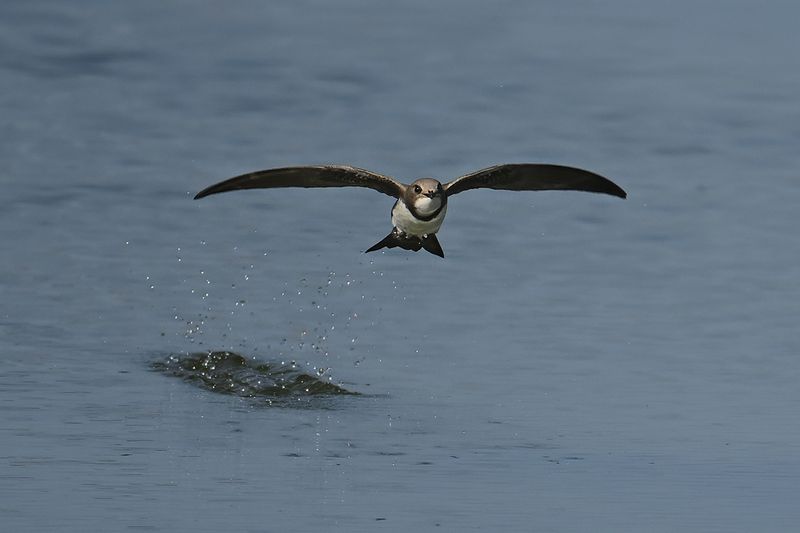 Alpine Swift (Tachymarptis melba)