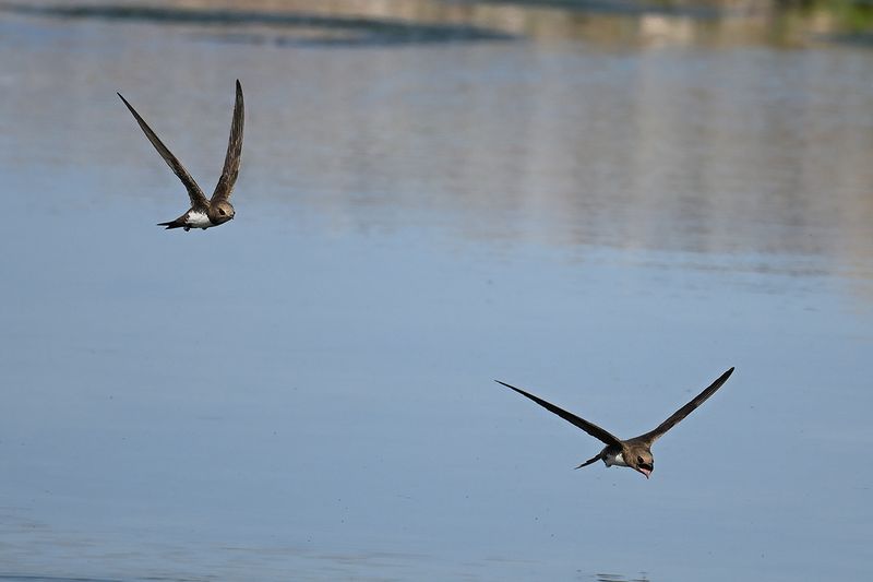 Gallery Alpine Swift