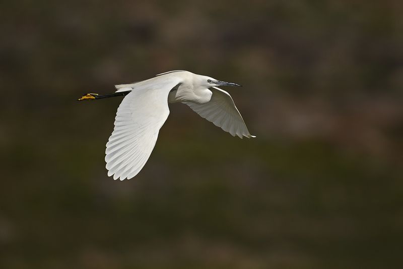 Little Egret (Egreta garzetta)