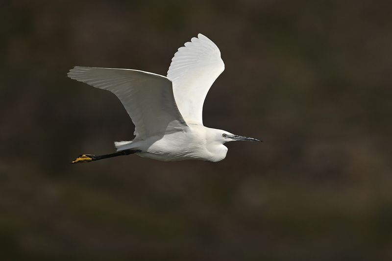 Little Egret (Egreta garzetta)