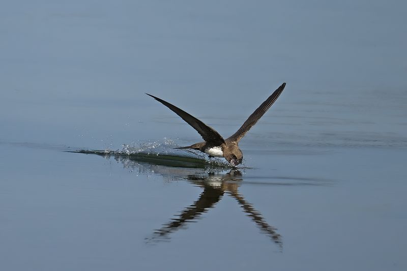 Alpine Swift (Tachymarptis melba)