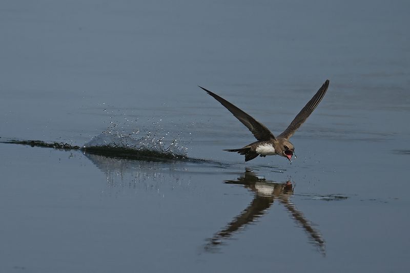 Alpine Swift (Tachymarptis melba)