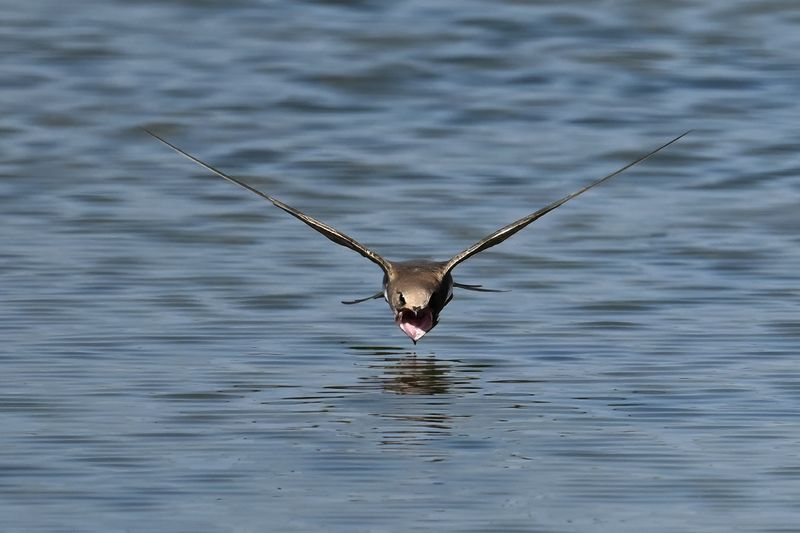 Alpine Swift (Tachymarptis melba)