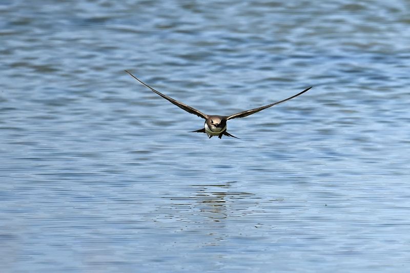 Alpine Swift (Tachymarptis melba)
