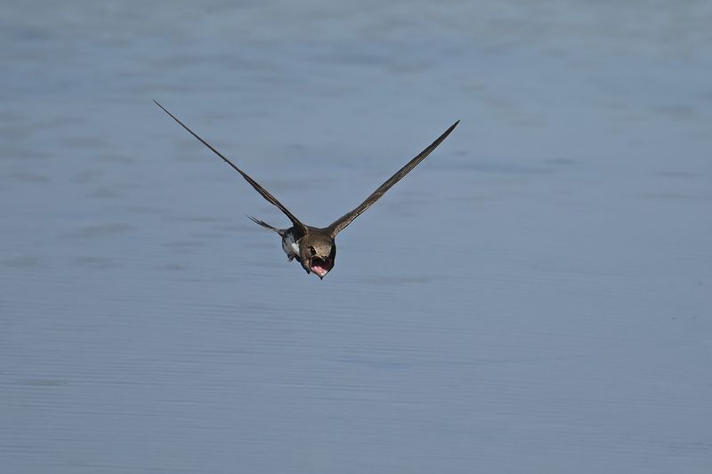 Alpine Swift (Tachymarptis melba)