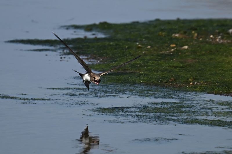 Alpine Swift (Tachymarptis melba)
