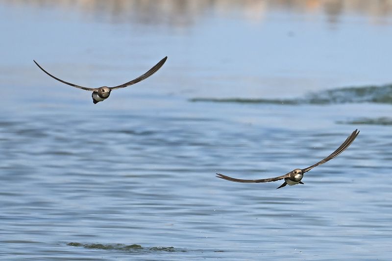 Alpine Swift (Tachymarptis melba)