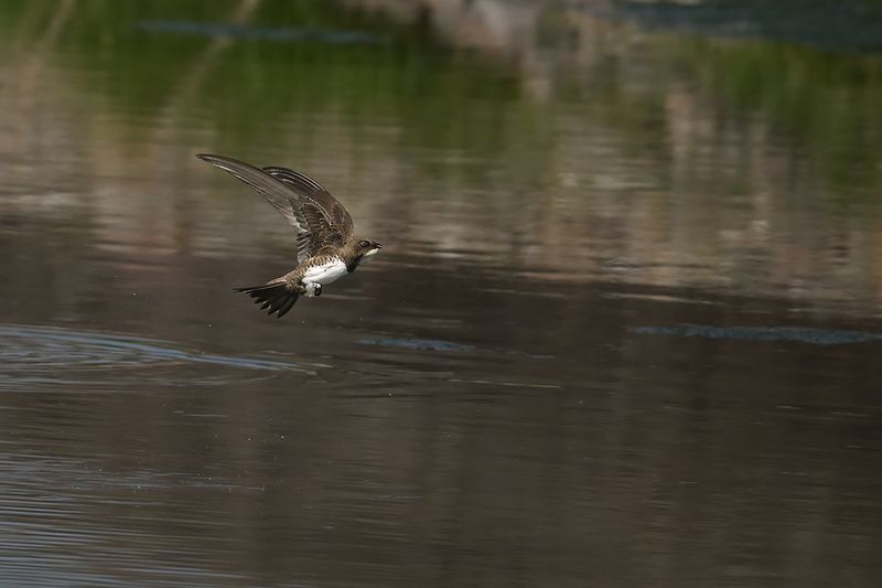 Alpine Swift (Tachymarptis melba)