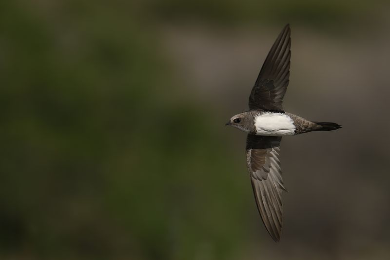 Gallery Alpine Swift