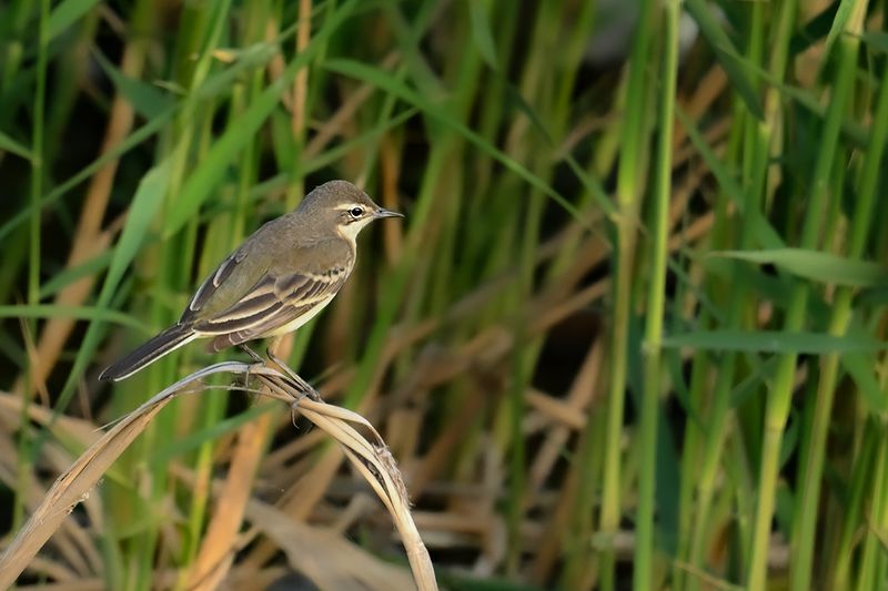 Gallery Yellow Wagtail