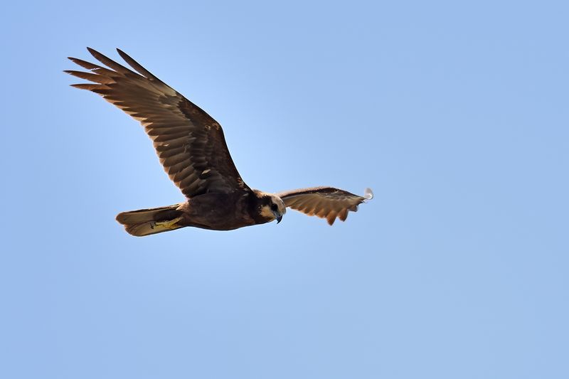 Western Marsh Harrier (Circus aeruginosus)