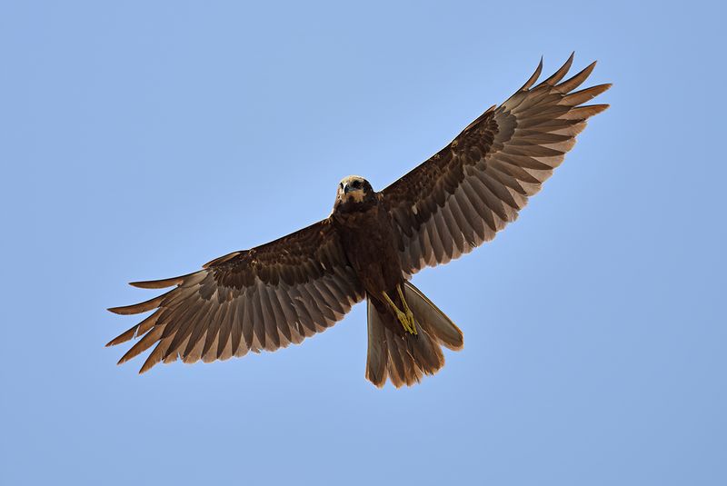 Western Marsh Harrier (Circus aeruginosus)