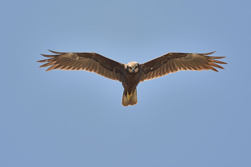 Gallery Marsh Harrier