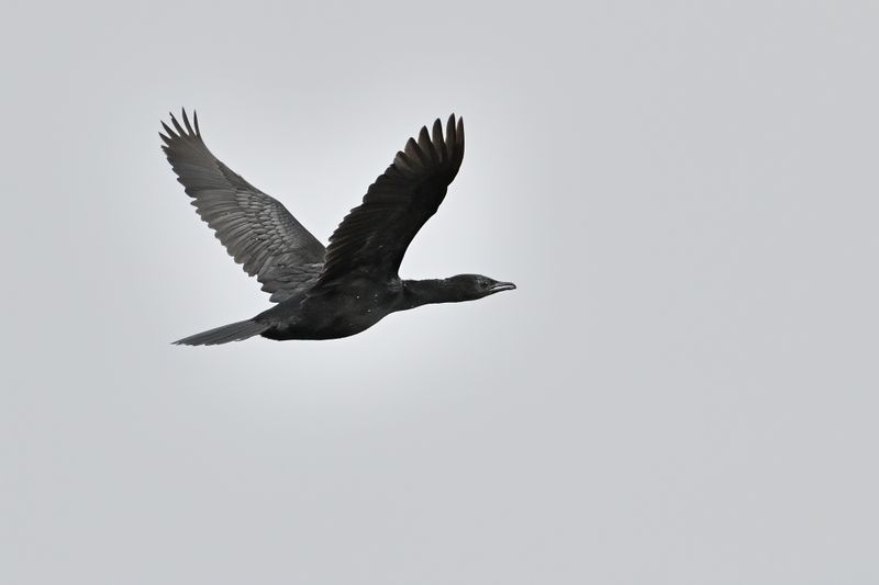 Pygmy Cormorant (Microcarbo pygmaeus)	