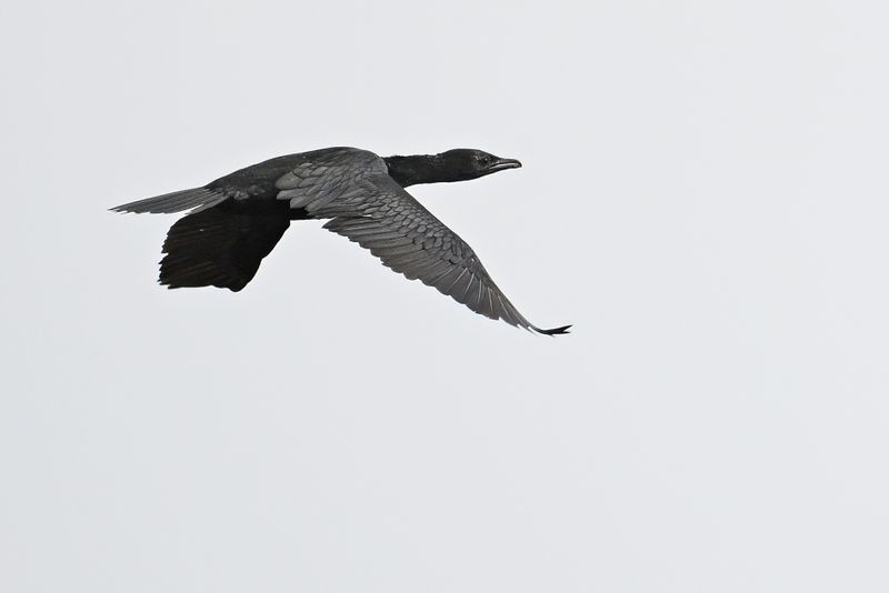 Pygmy Cormorant (Microcarbo pygmaeus)	