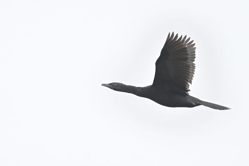 Pygmy Cormorant (Microcarbo pygmaeus)	