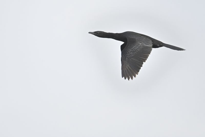 Gallery Pygmy Cormorant