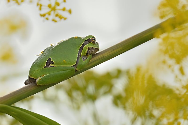Eastern tree frog / Hyla orientalis