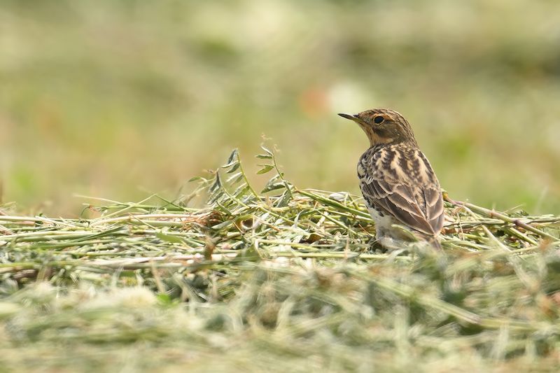 Gallery Red-throated Pipit