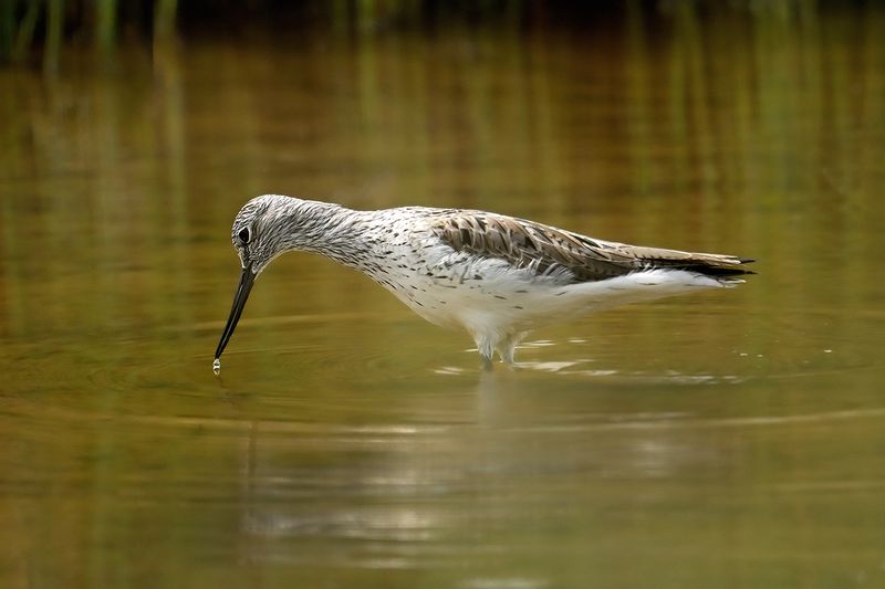 Common Greenshank (Tringa nebularia)